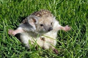 Create meme: hedgehog in the grass, the long-eared hedgehog, hedgehog