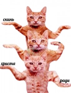 Создать мем: танцующий котик, кот npg, коты танцуют