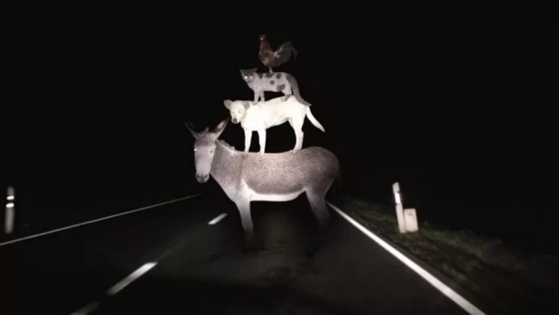 Create meme: deer in the headlights, deer , deer on the road at night
