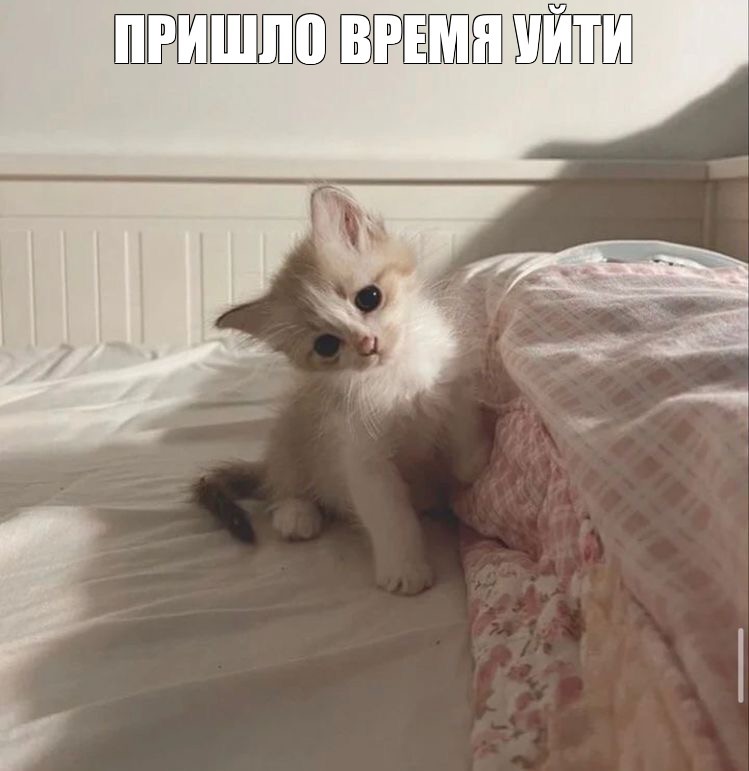 Создать мем: милые котенок, котики милые котики, красивая кошка