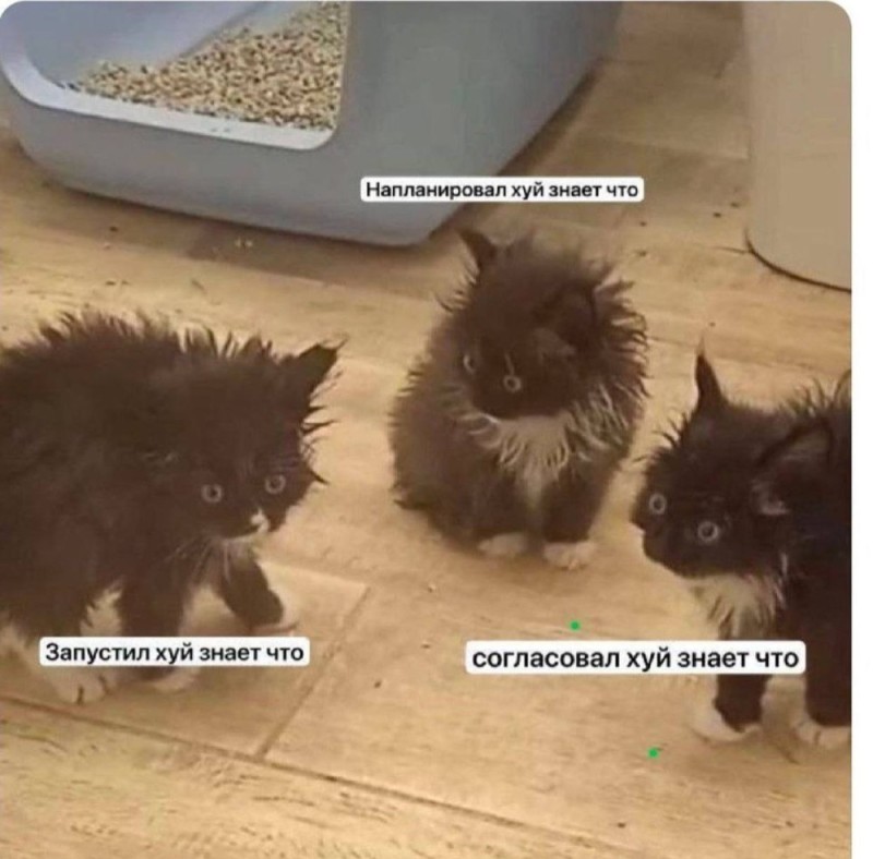 Create meme: a meme about kittens, cat , cat 