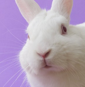 Create meme: rabbit, rabbit albino, rabbit white giant