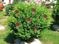 Create meme: Buxus sempervirens buxus sempervirens