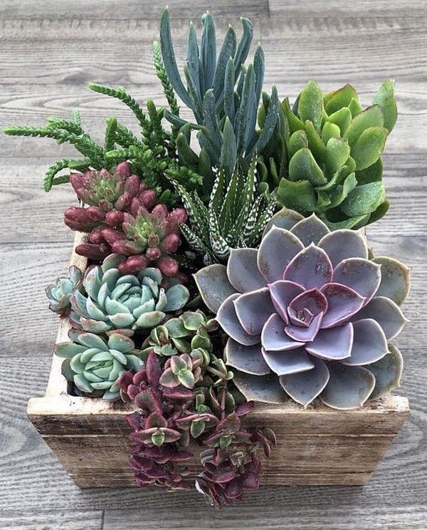 Create meme: echeveria succulent, Echeveria succulent mix, succulent mix