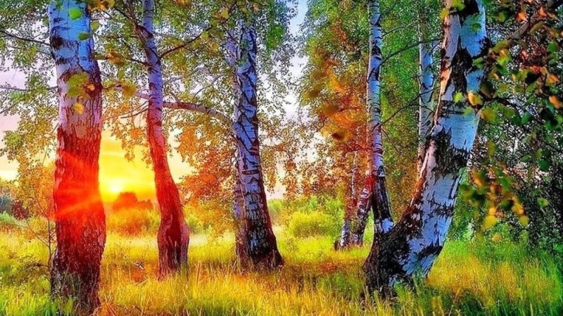 Create meme: morning in the birch forest, morning in the birch grove, nature of birch