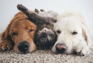 Создать мем: две собаки, кот и собака вместе, золотистый ретривер и кошка