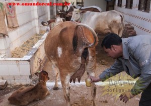 Create meme: cow urine, a cow with red urine, photo as cow urine drinking Hindus
