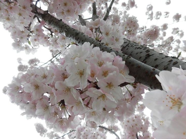 Create meme: cherry blossoms, Sakura , cherry blossom