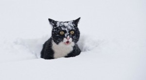 Create meme: black cat in the snow, cat snow
