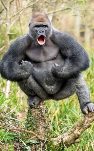 Create meme: gorilla, the male gorilla