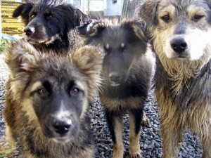 Create meme: a pack of stray dogs, German shepherd puppy, homeless animals