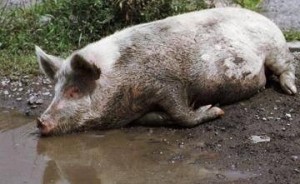 Create meme: pig, worms in pigs, Achs pigs photo