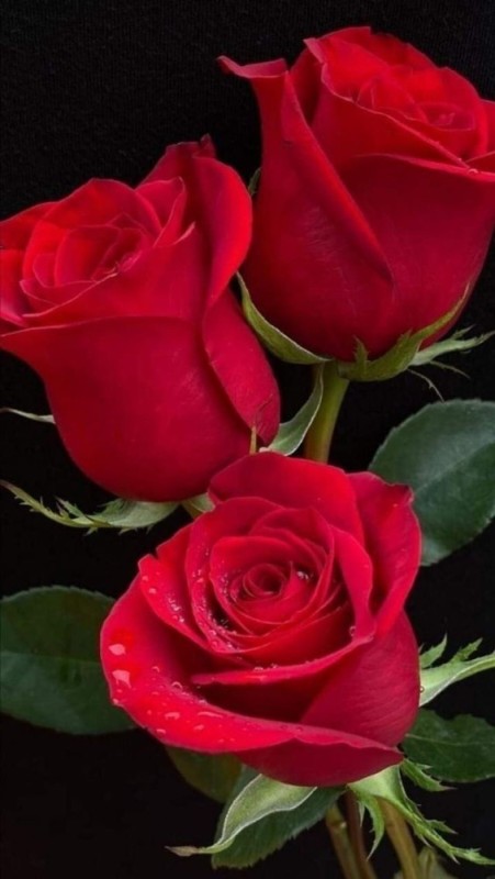 Create meme: red roses , The red rose is beautiful, beautiful roses 