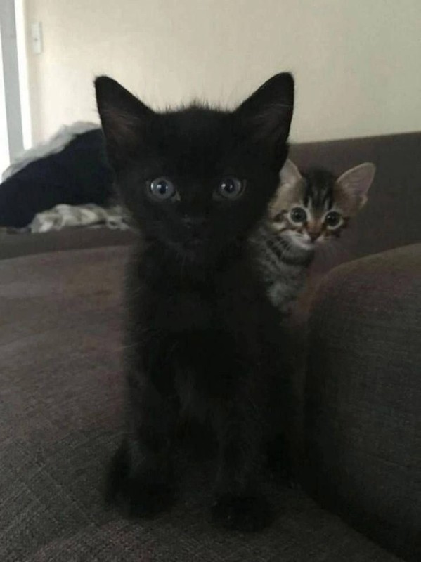 Create meme: the kitten is black, the cat is black, black Siamese kitten