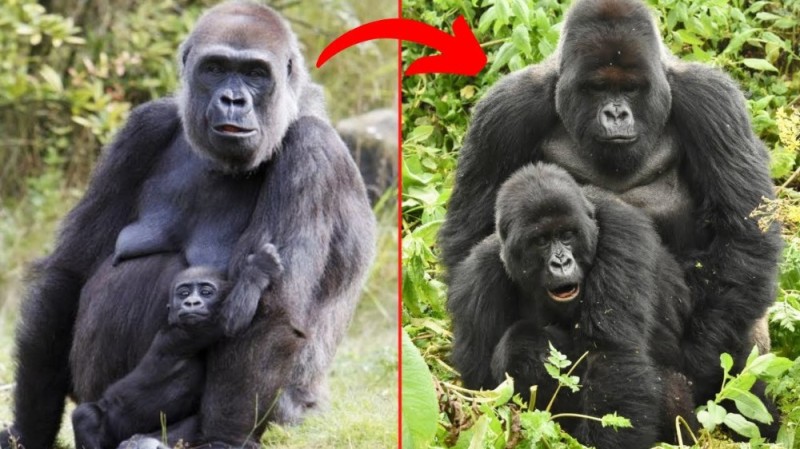 Создать мем: красивая горилла, маленькая горилла, gorilla gorilla gorilla
