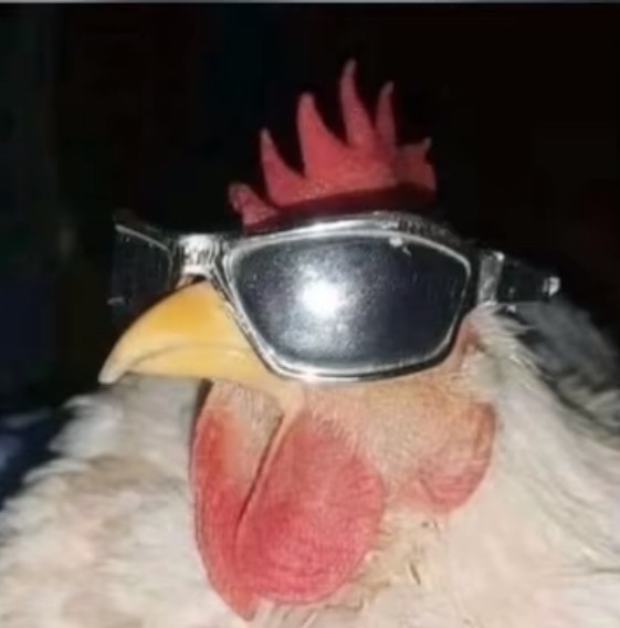 Create meme: chicken 