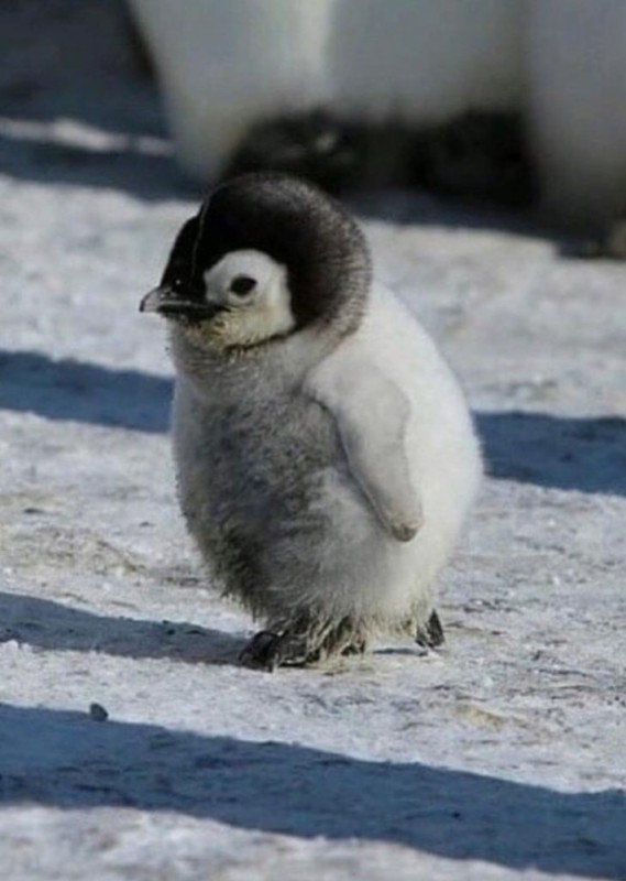 Создать мем: пингвин детеныш, penguin, пингвин птенец