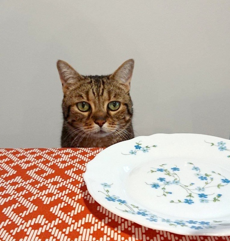 Создать мем: голодная кошка, голодный котик, кот за столом