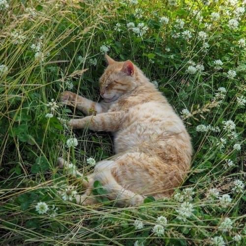 Create meme: reed cat red, a cat with wings, cat on the grass