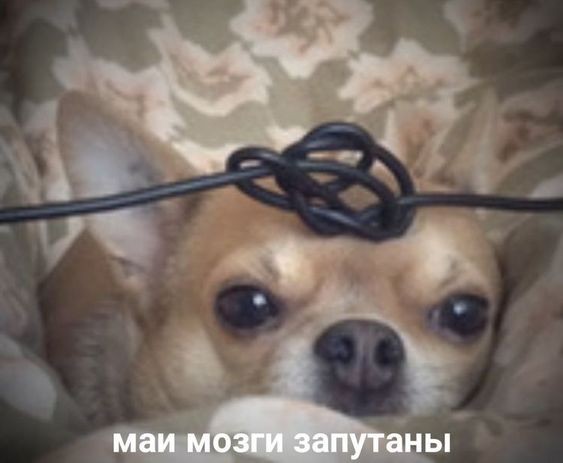 Create meme: the muzzle of a chihuahua, dog with headphones, The dog chewed through the wire