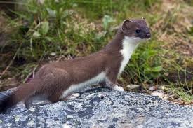 Create meme: weasel mustela nivalis, weasel mustela nivalis, weasel animal