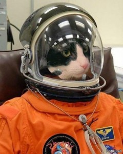 Create meme: in space, cat meme, funny cat