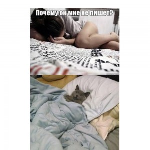 Create meme: the cat under the covers meme, funny cats, funny cats