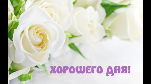 Create meme: white roses Wallpapers, white flowers, beautiful white roses