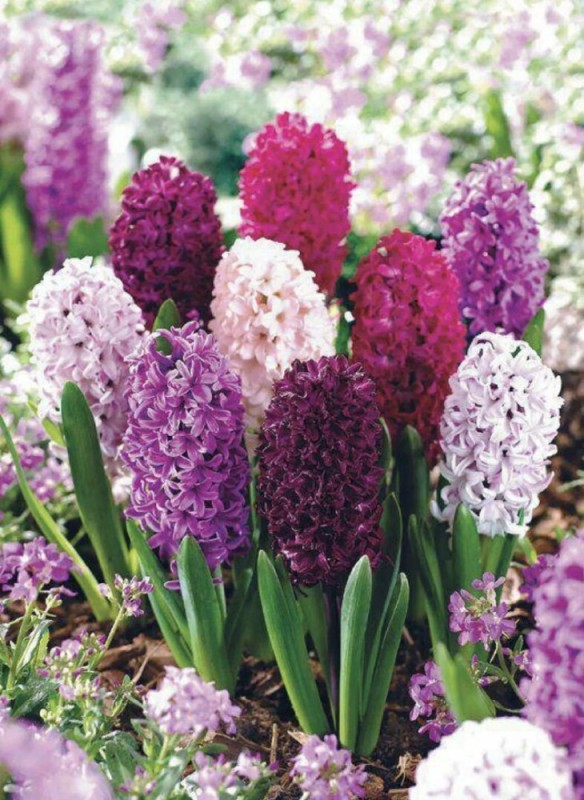 Create meme: hyacinths in the garden, hyacinth mix, hyacinth purple