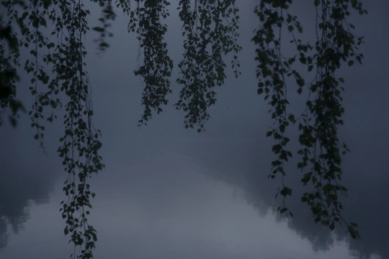 Create meme: birches at night, birch , birch silhouette