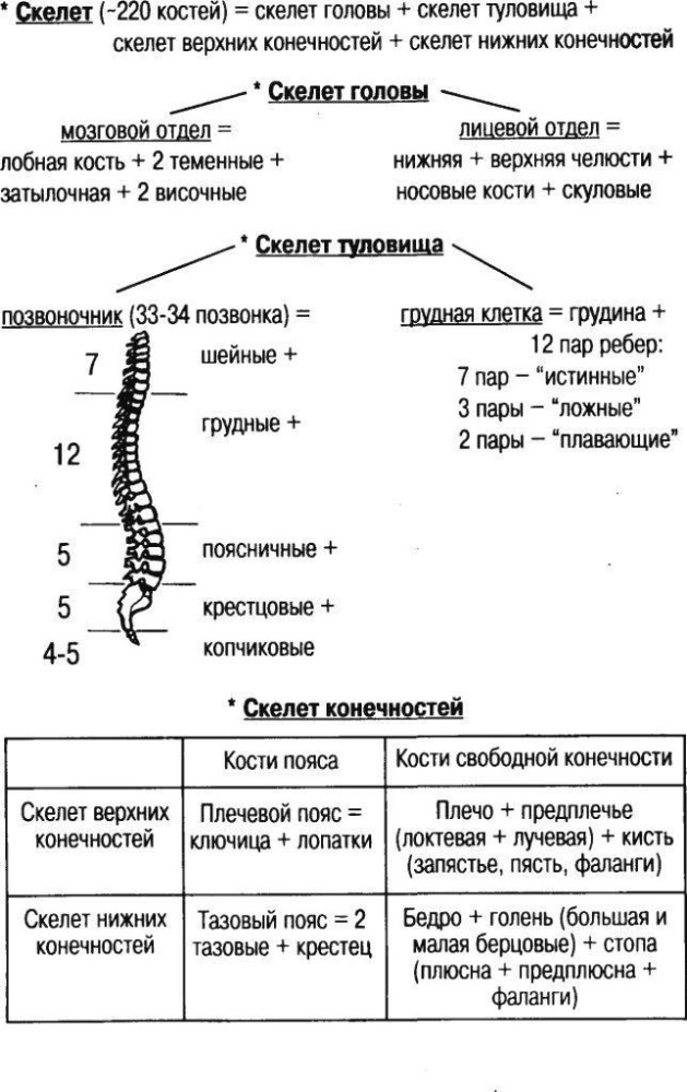 Таблица строение скелета человека 8 класс биология. Таблица кости скелета человека биология 8 класс. Строение скелета туловища человека таблица. Осевой скелет человека таблица. Таблица по биологии 8 класс скелет туловища.