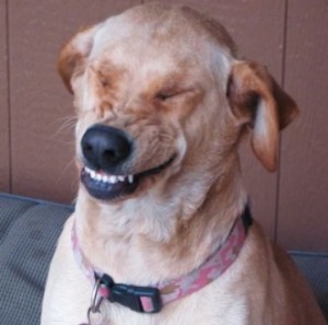 Create meme: funny, laugh, smile dog