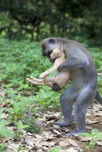 Создать мем: обезьяна и мышь, monkey and kitten, шимпанзе и котенок