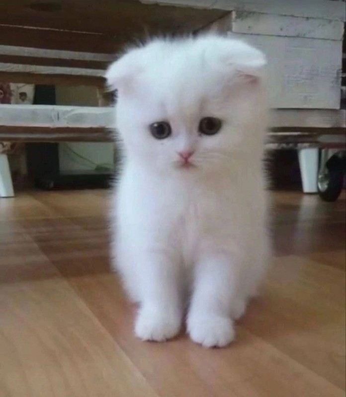 Create meme: kittens are white lop-eared Highland, white lop - eared kitten, white lop-eared cats