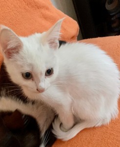Create meme: Angora cat, white kitten, Turkish Angora cat