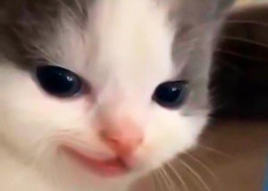 Create meme: meme of cute cat, adorable kittens, cat