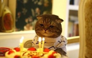 Create meme: a sad holiday, sad cat birthday, Cat