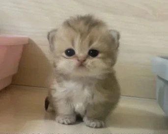 Create meme: fold-eared golden chinchilla kitten, British golden chinchilla lop-eared, british chinchilla gold