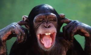 Create meme: funny monkey, muzzle monkeys, monkey Hamming