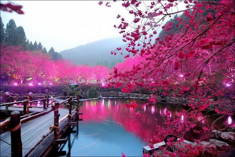 Create meme: Japanese Sakura, Sakura Japan, cherry blossoms in japan