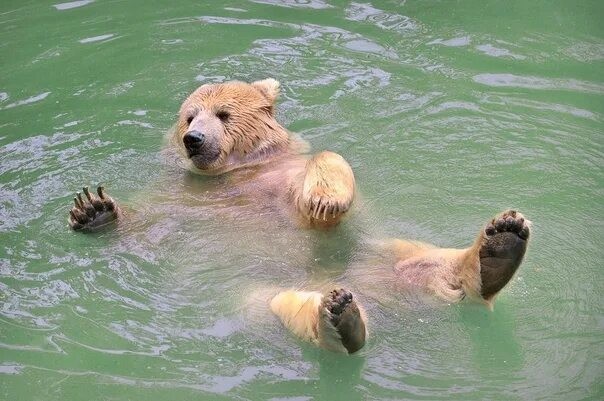 Create meme: A bear in the water, Animals are swimming, the bear bathes