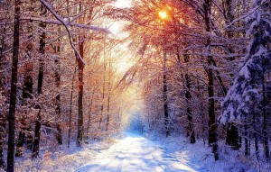 Create meme: forest snow, winter, winter forest