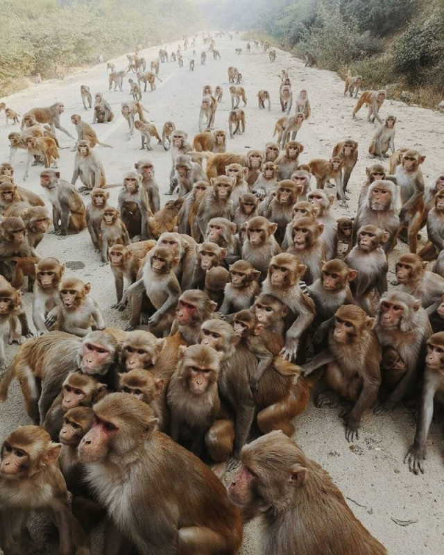Create meme: a herd of monkeys, a lot of monkeys , monkeys pack