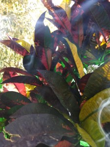Create meme: codiaeum variegatum, Croton care at home photo diseases and their treatment, codiaeum india daeng
