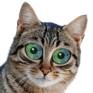 Создать мем: кот с глазами, смешные морды котов, кошка