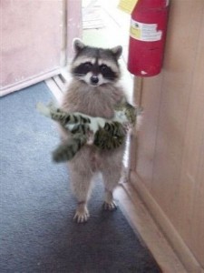 Create meme: enotik, a raccoon with a cat on hands, raccoons