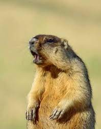 Create meme: steppe marmot bobac, groundhogs baibaki, tarbagan Mongolian marmot