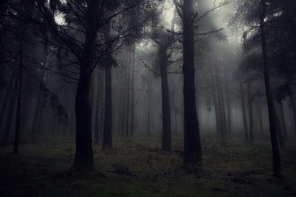 Создать мем: туман в лесу, мрачный лес, лес