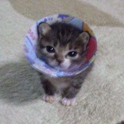 Create meme: cute cats , the cutest kittens, cute kittens