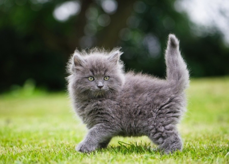 Создать мем: кошка серая пушистая, серый кот, котенок серый